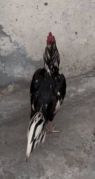 Pure lasani