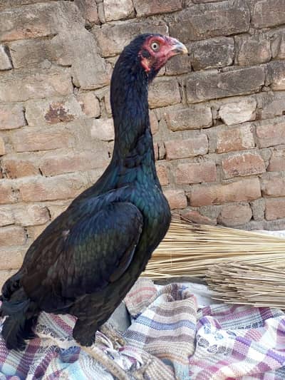 Mianwali