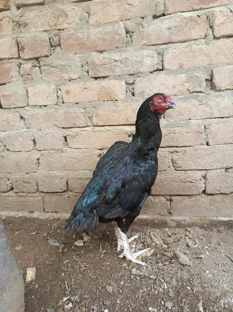 Mianwali — photo 2