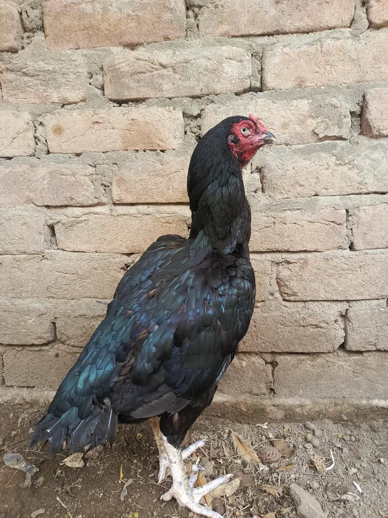 Mianwali — photo 3