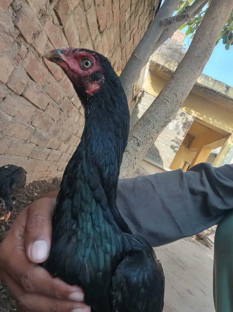 Mianwali — photo 5