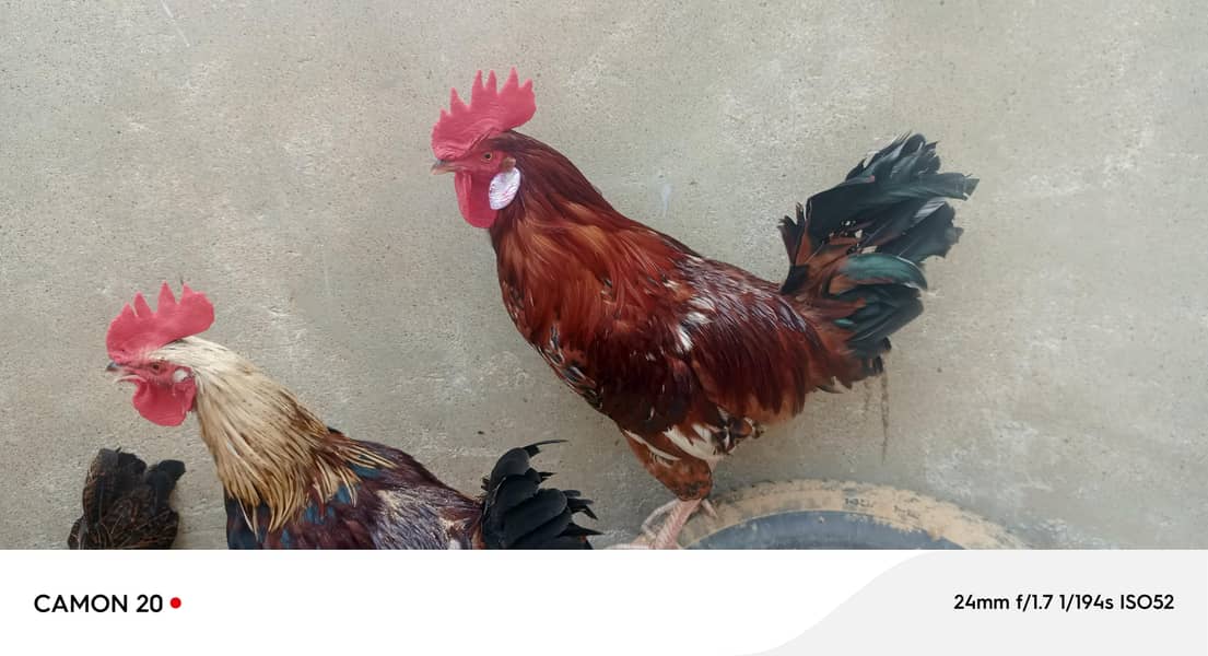 desi rooster 2