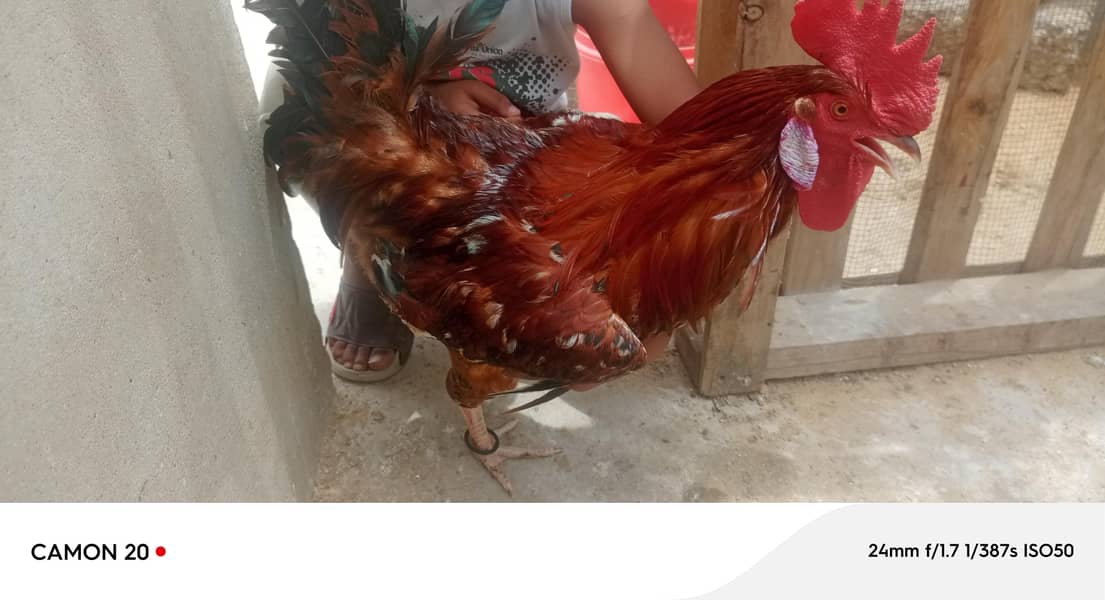 desi rooster 3