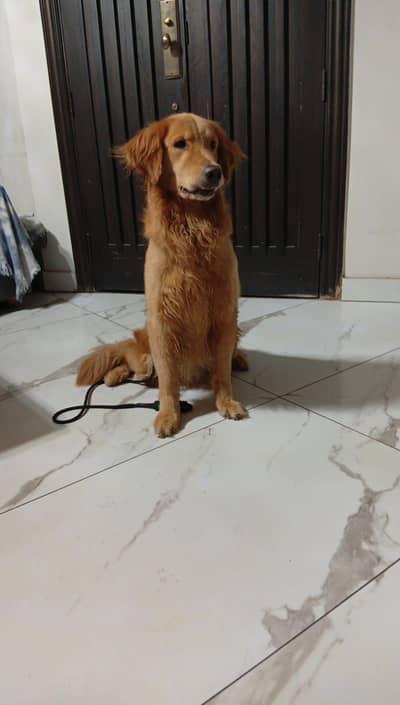 Golden Retriever