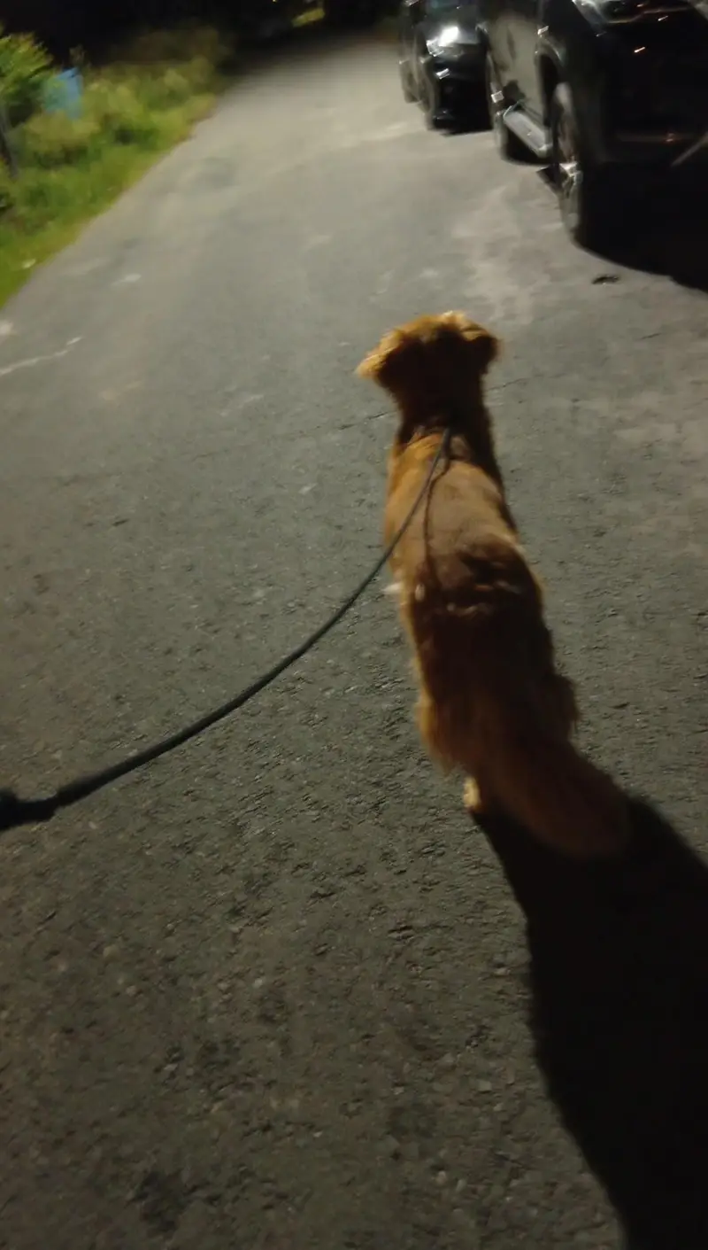 Golden Retriever — photo 2