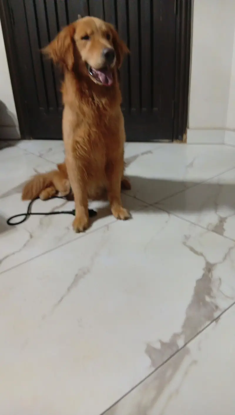 Golden Retriever — photo 3
