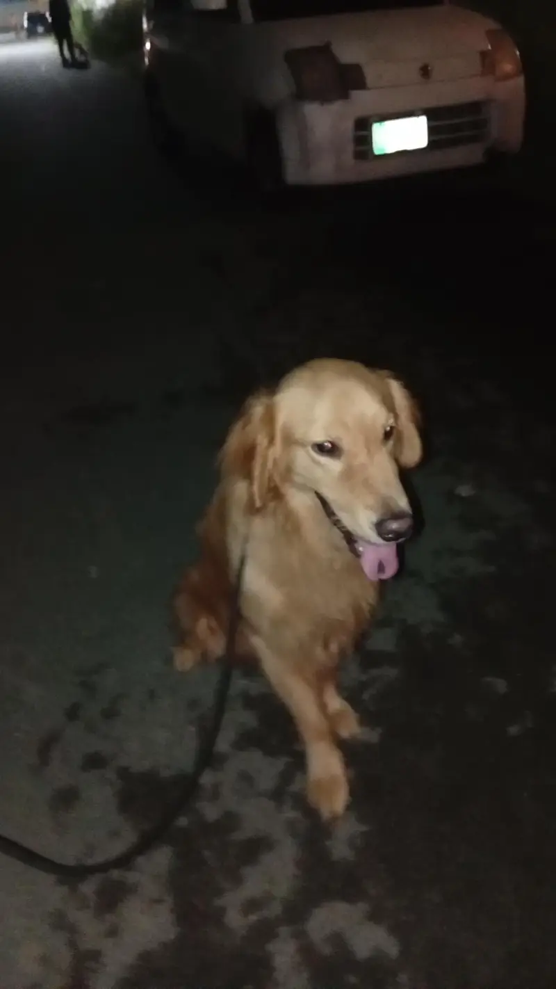 Golden Retriever — photo 4