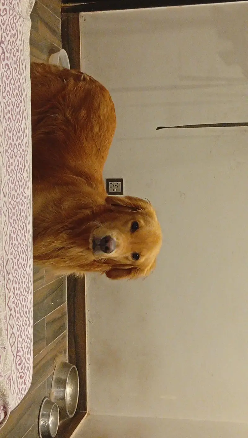 Golden Retriever — photo 5
