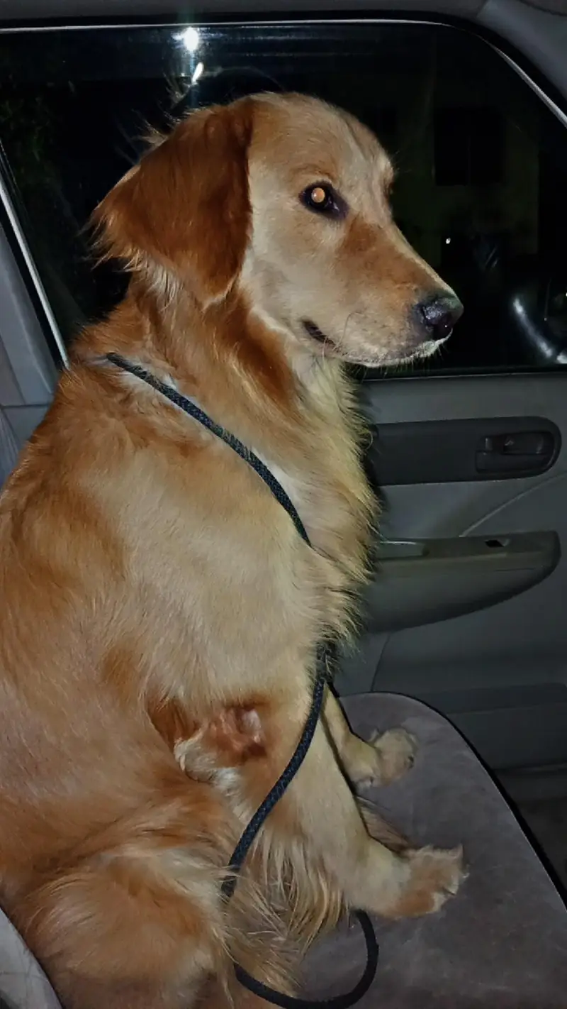 Golden Retriever — photo 6