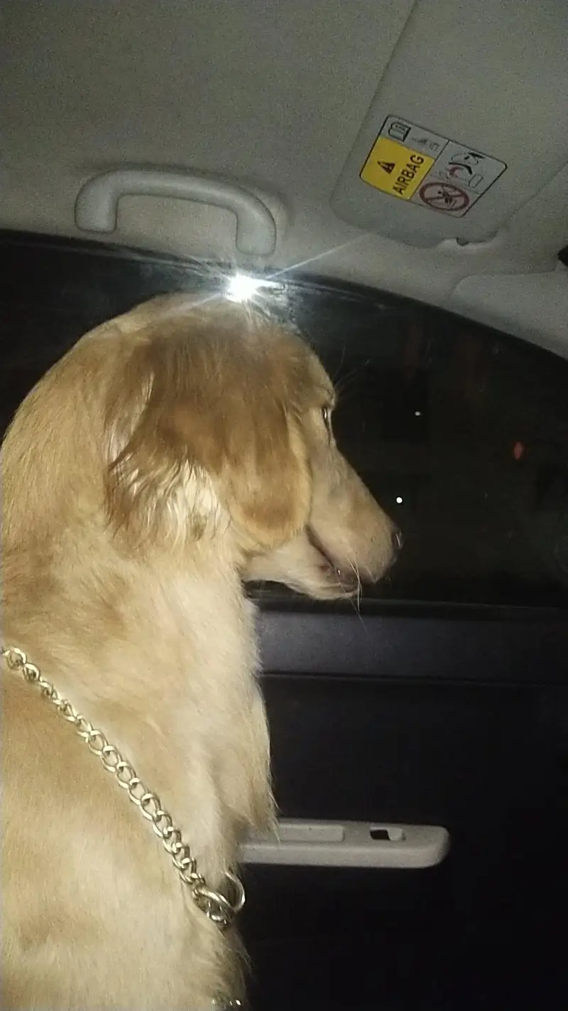 Golden Retriever — photo 7