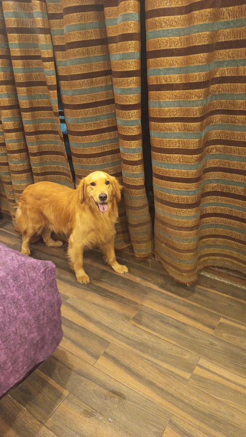 Golden Retriever — photo 8