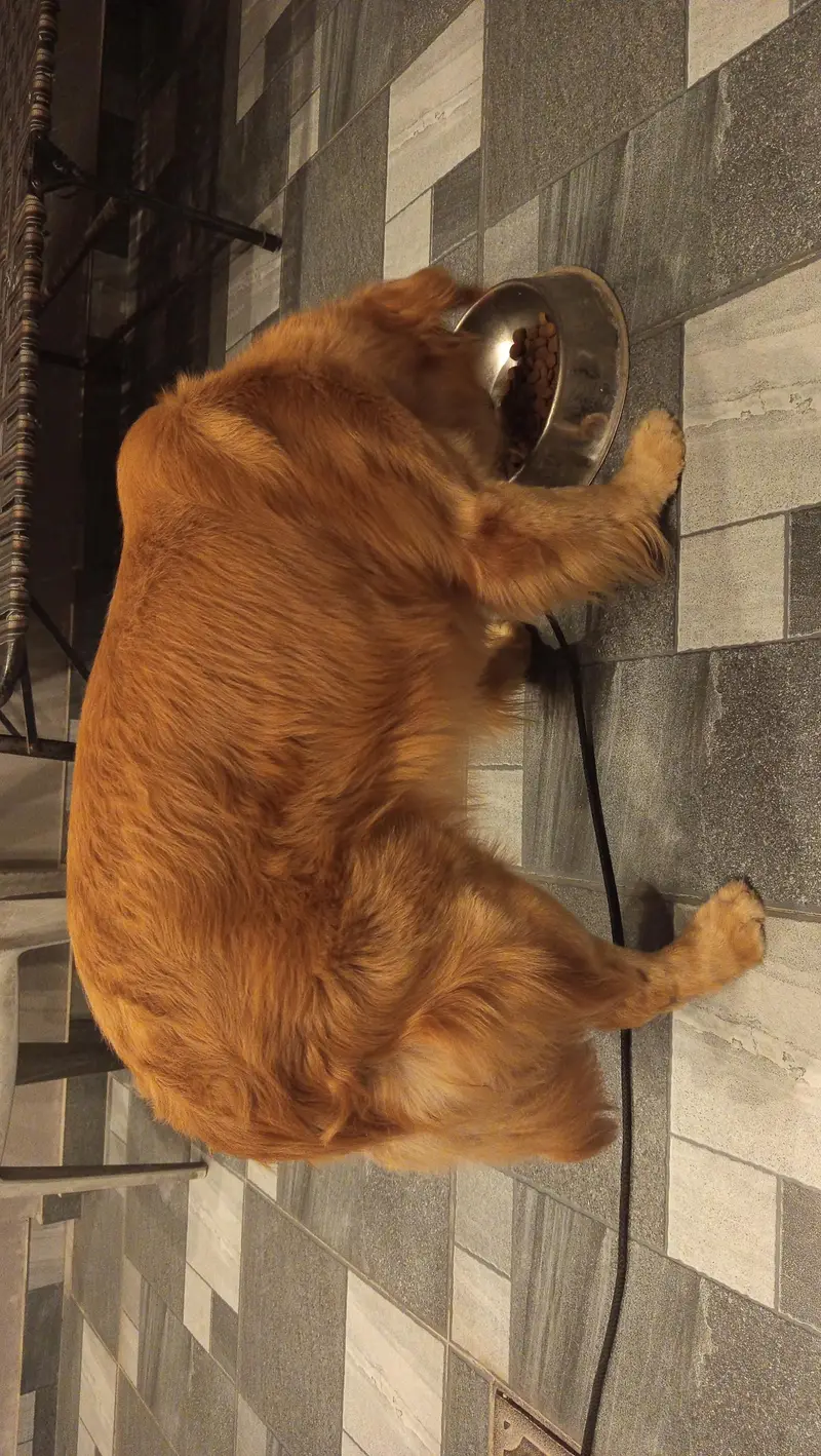 Golden Retriever — photo 9