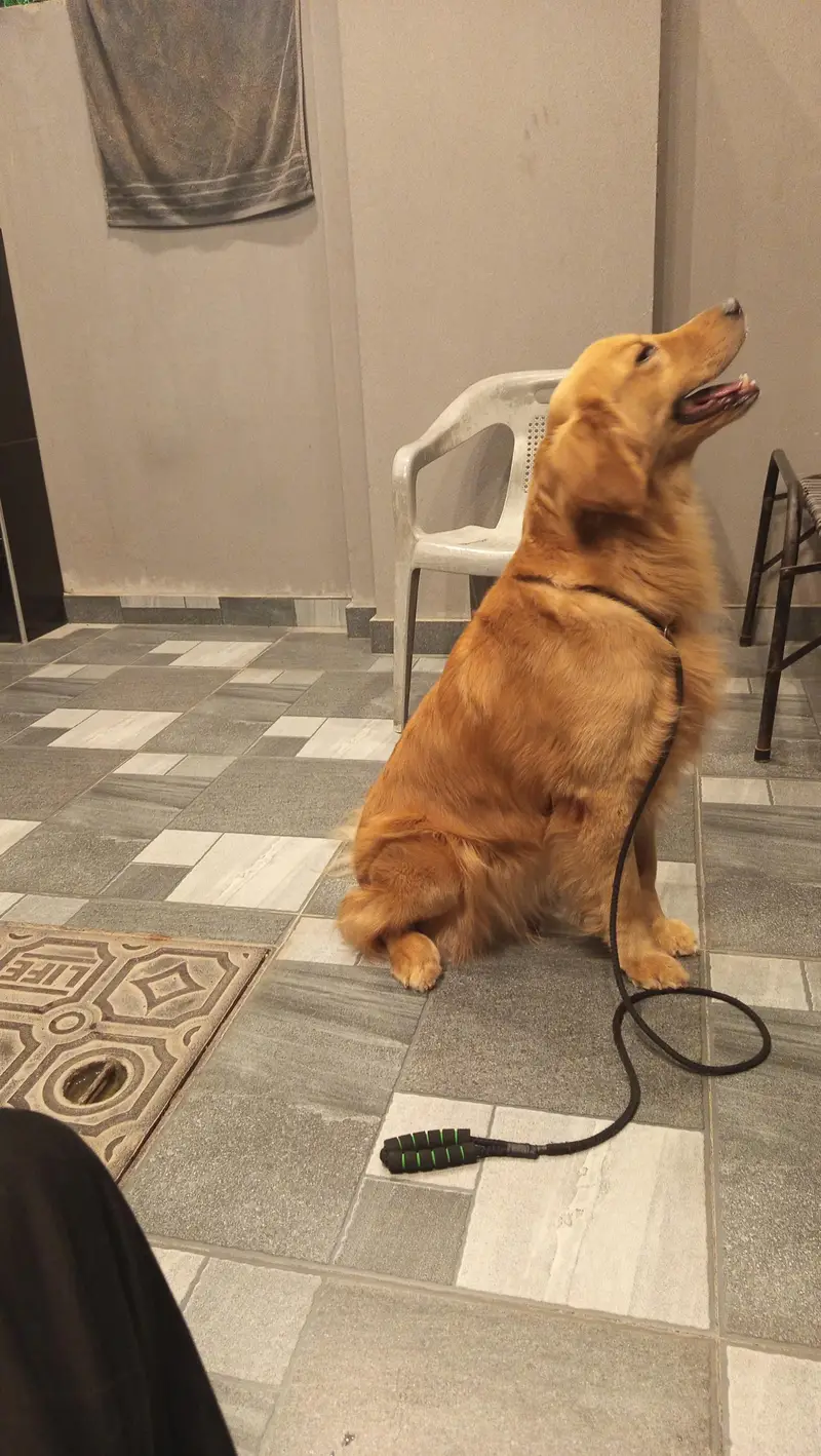 Golden Retriever — photo 10