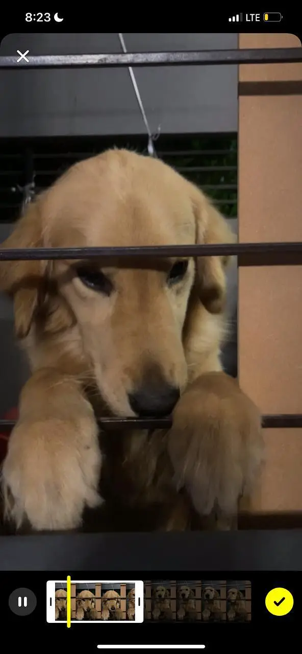 Golden Retriever — photo 11