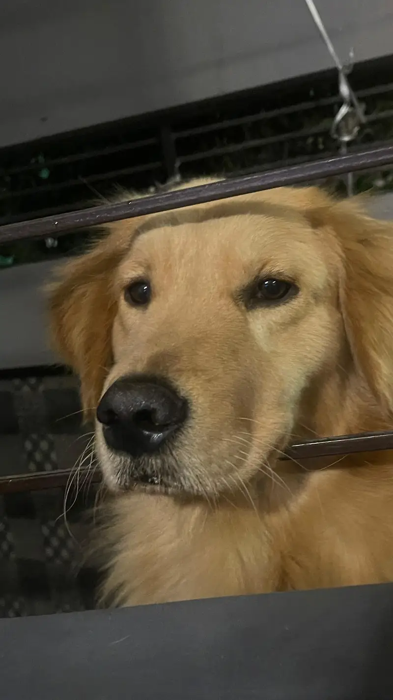 Golden Retriever — photo 12