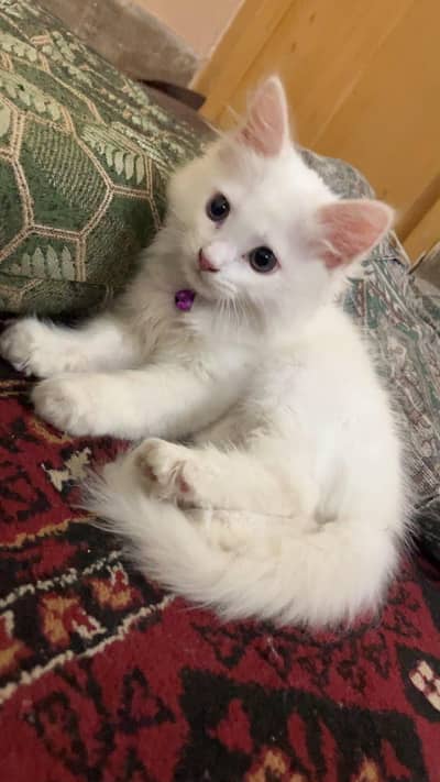 triple coated white cat vaccinated