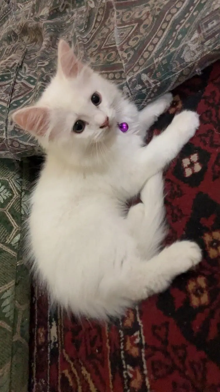 triple coated white cat vaccinated — photo 2