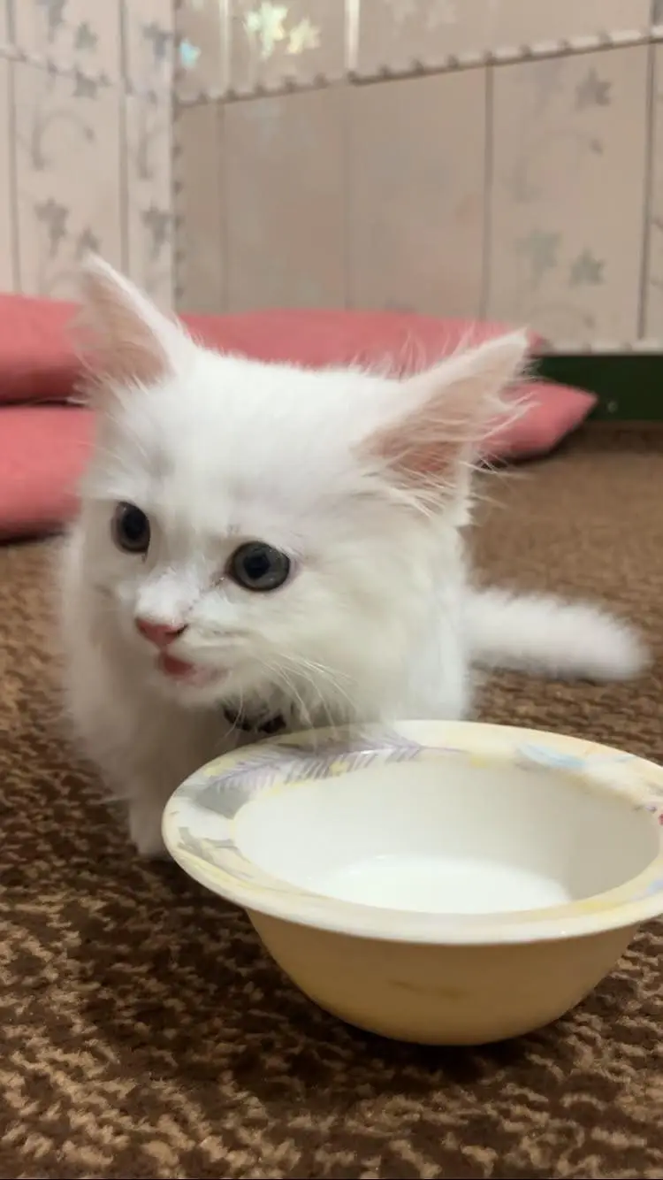 triple coated white cat vaccinated — photo 3