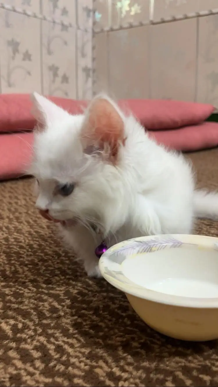 triple coated white cat vaccinated — photo 4