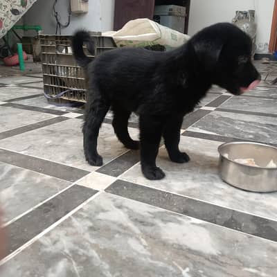Puppy for sale