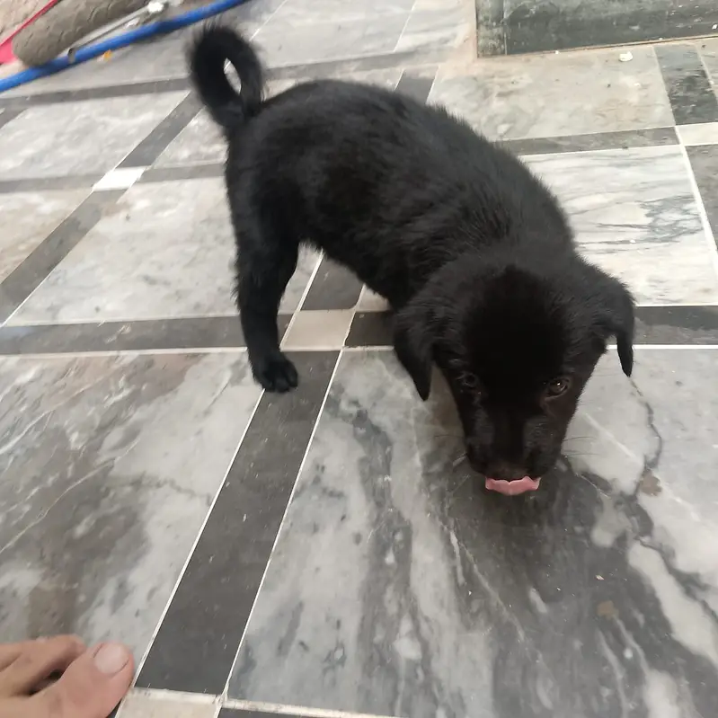 Puppy for sale — photo 2