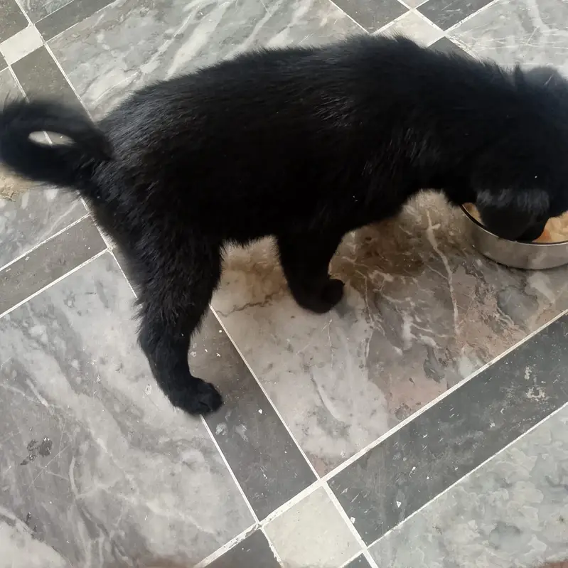 Puppy for sale — photo 3
