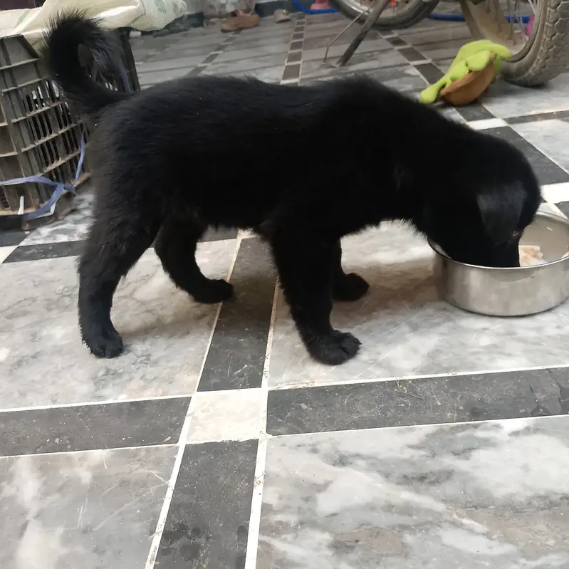 Puppy for sale — photo 4