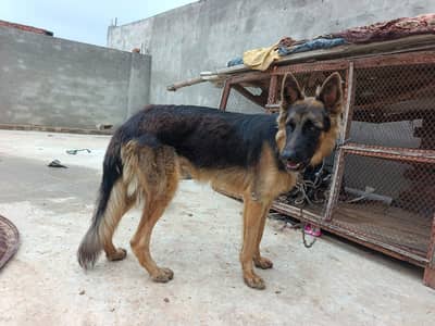 8 month age
