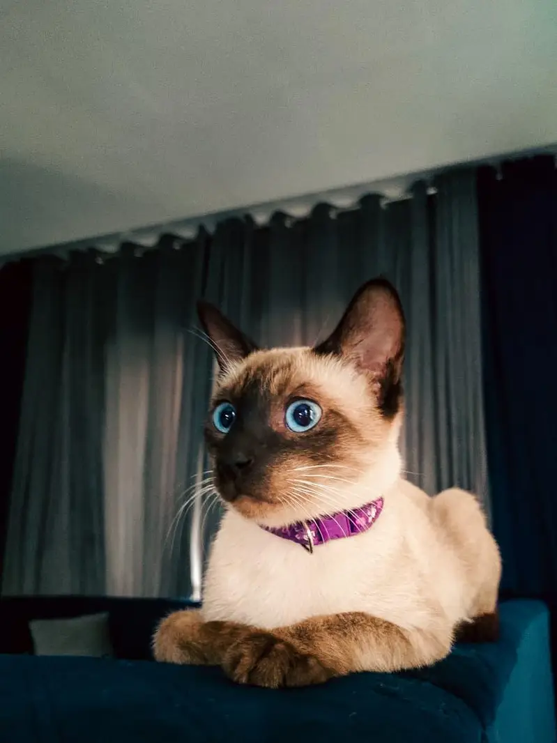 Healthy Bonded Siamese Kittens for Adoption (Must Stay Together) — photo 2