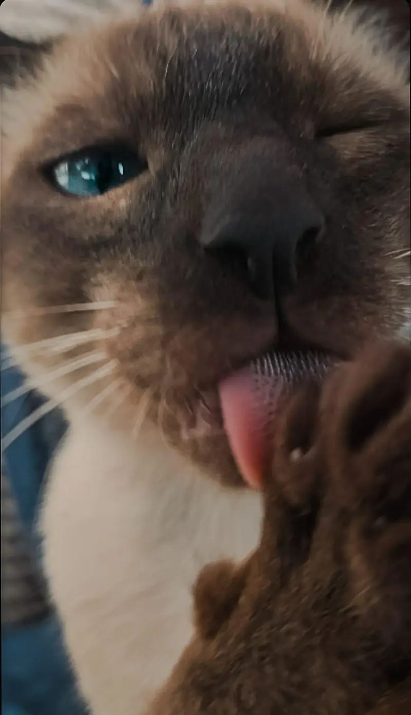 Healthy Bonded Siamese Kittens for Adoption (Must Stay Together) — photo 3