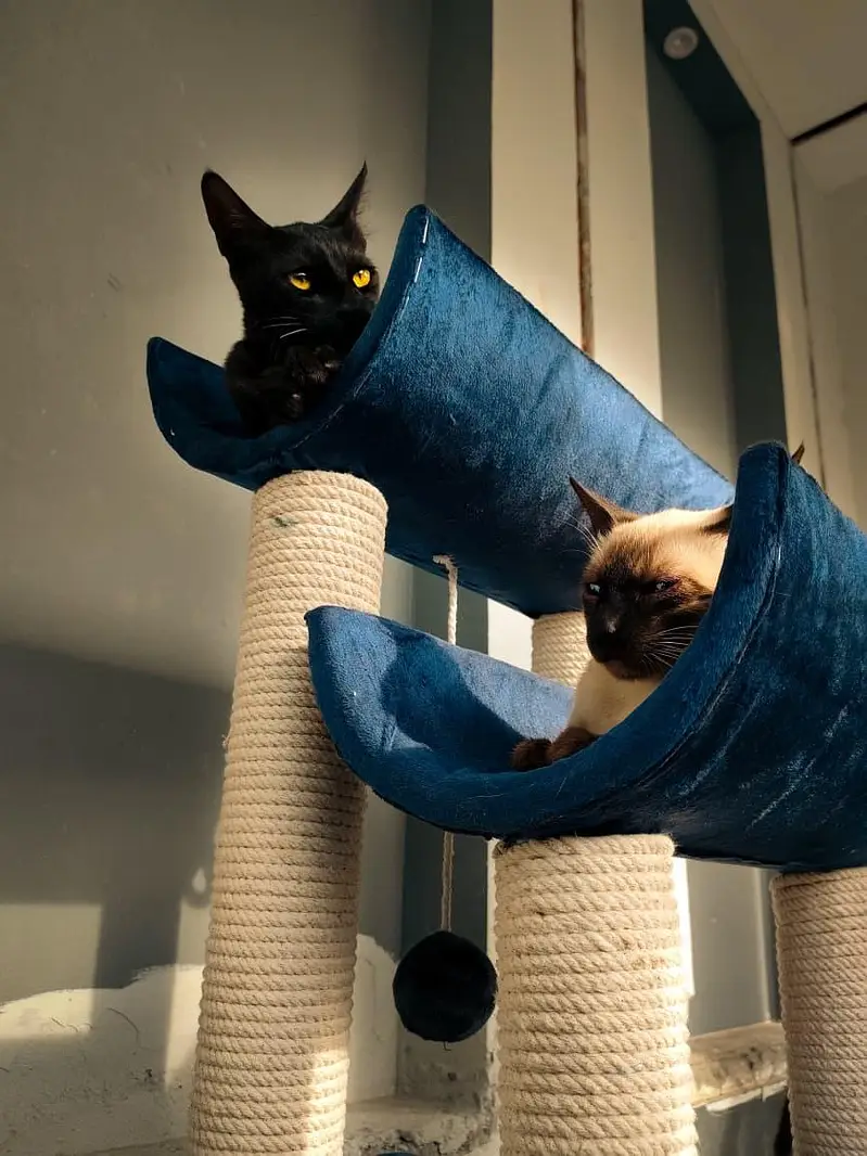 Healthy Bonded Siamese Kittens for Adoption (Must Stay Together) — photo 4