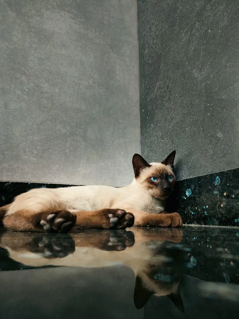 Healthy Bonded Siamese Kittens for Adoption (Must Stay Together) — photo 6