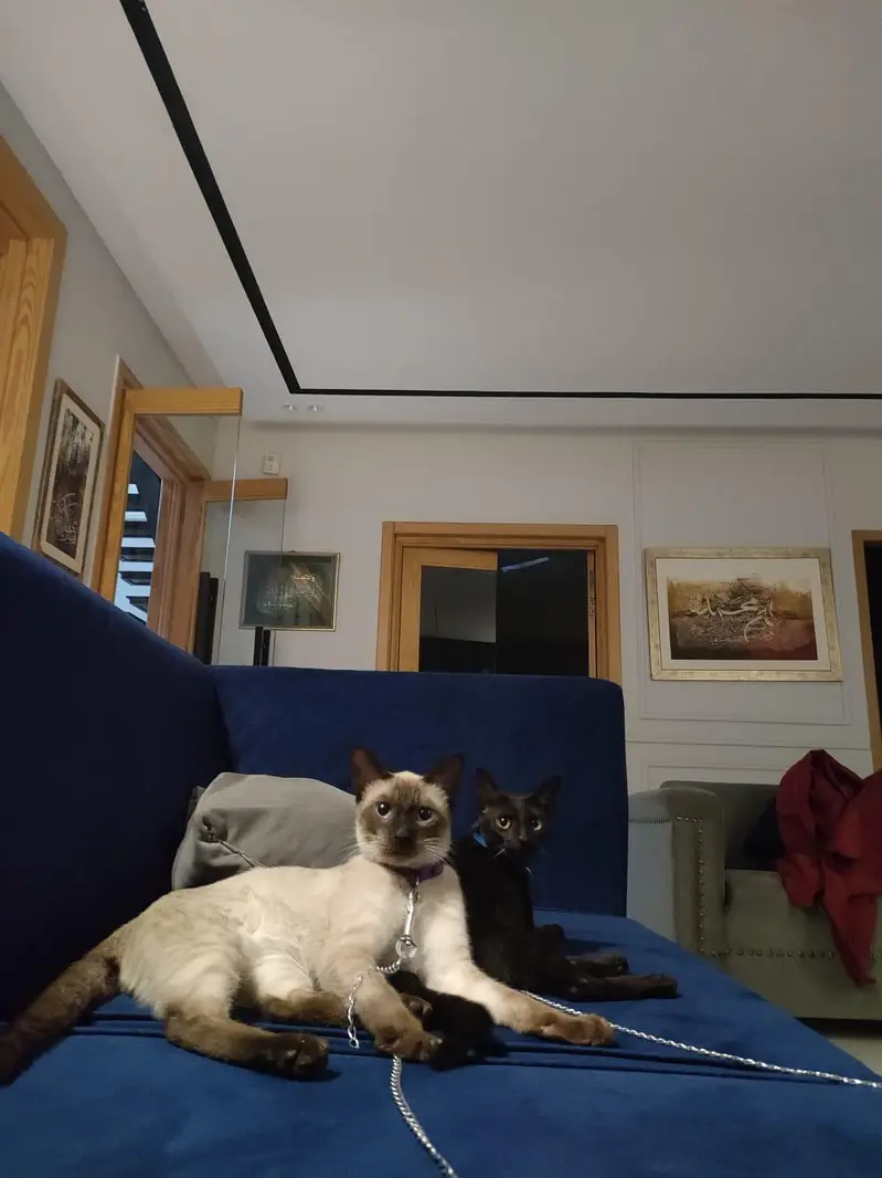 Healthy Bonded Siamese Kittens for Adoption (Must Stay Together) — photo 7