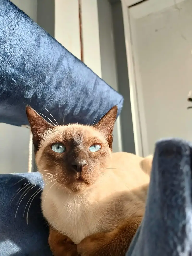 Healthy Bonded Siamese Kittens for Adoption (Must Stay Together) — photo 8