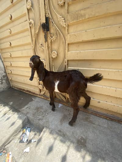Male bakra nawabshah breed