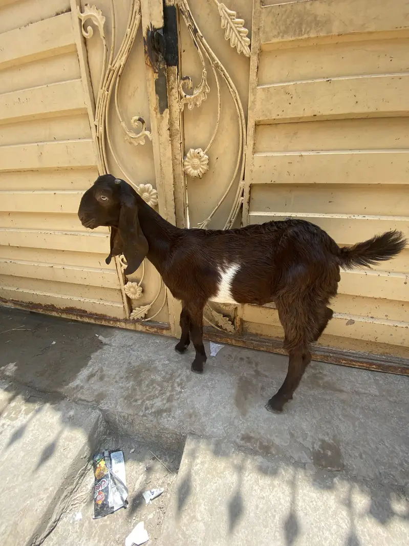 Male bakra nawabshah breed — photo 2