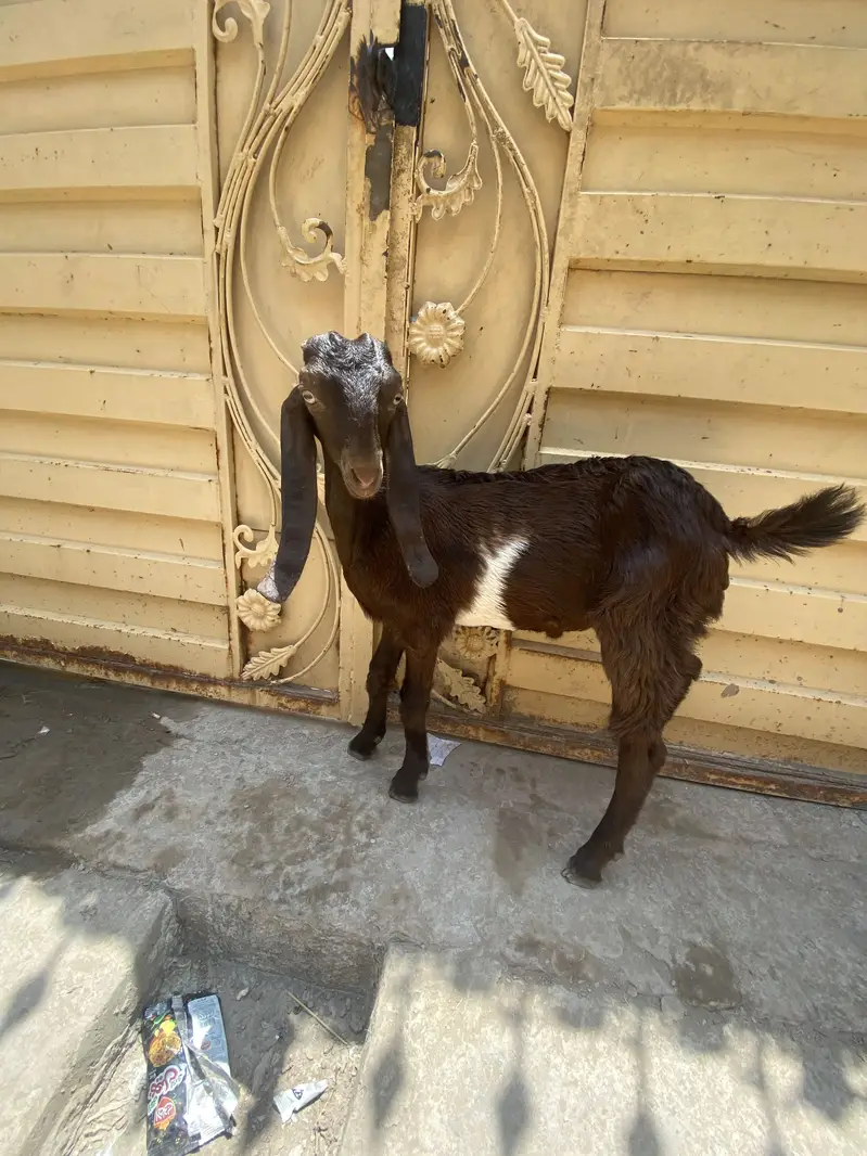 Male bakra nawabshah breed — photo 3