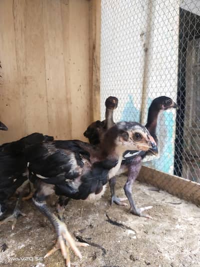 Thai Chicks Aseel Panus | Pakoy Aseel |Thai Aseel Hen | Aseel Murgha