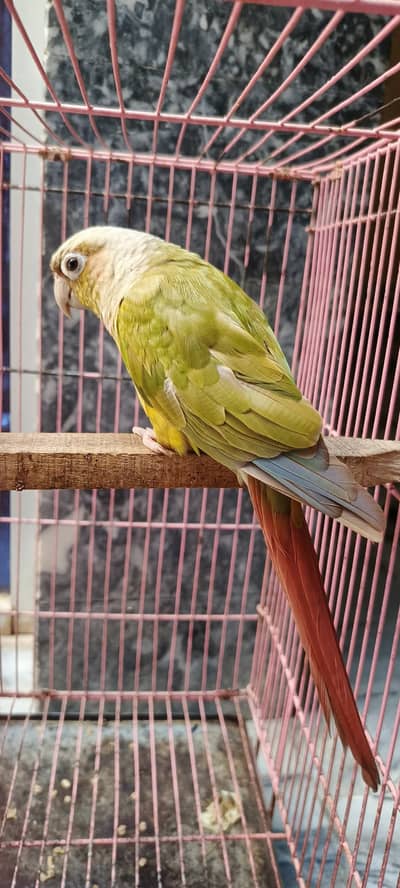 Pineapple conure female guaranteed breeder with DNA