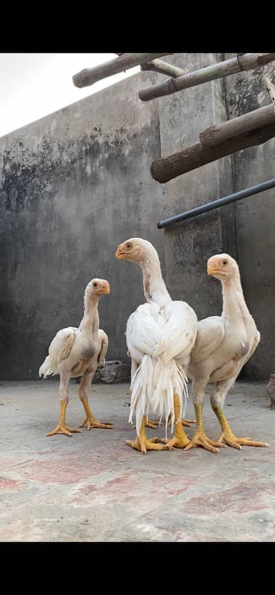Parrot beak long tail  chicks
