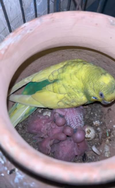 Australian breeder pair for sale