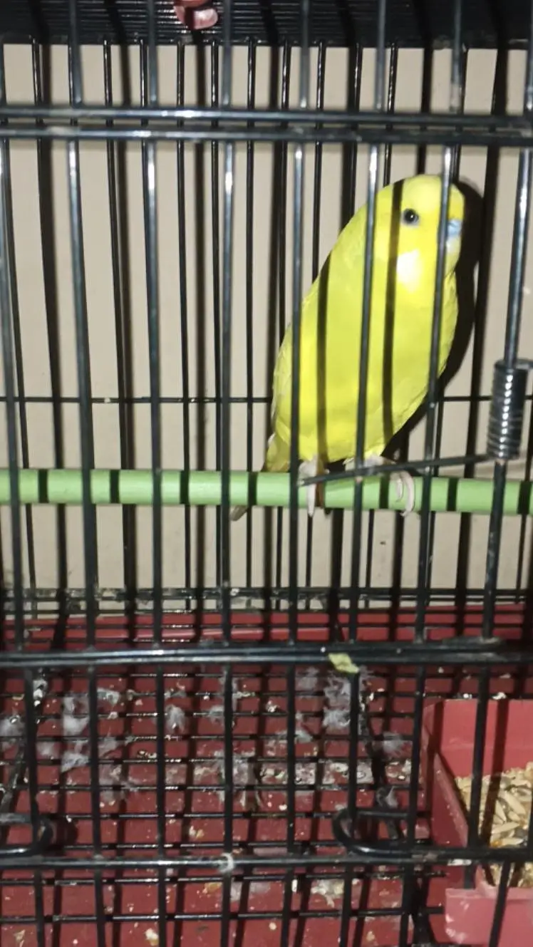 king size Australian breeder pair for sale — photo 2