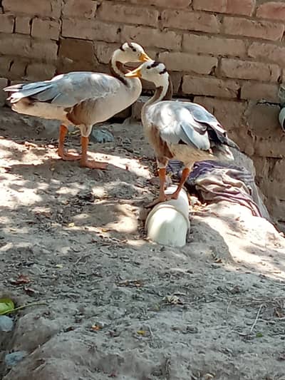 Geese Ducks pair for sale