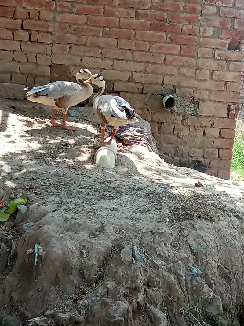 Geese Ducks pair for sale — photo 3
