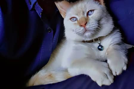 Cat for sale