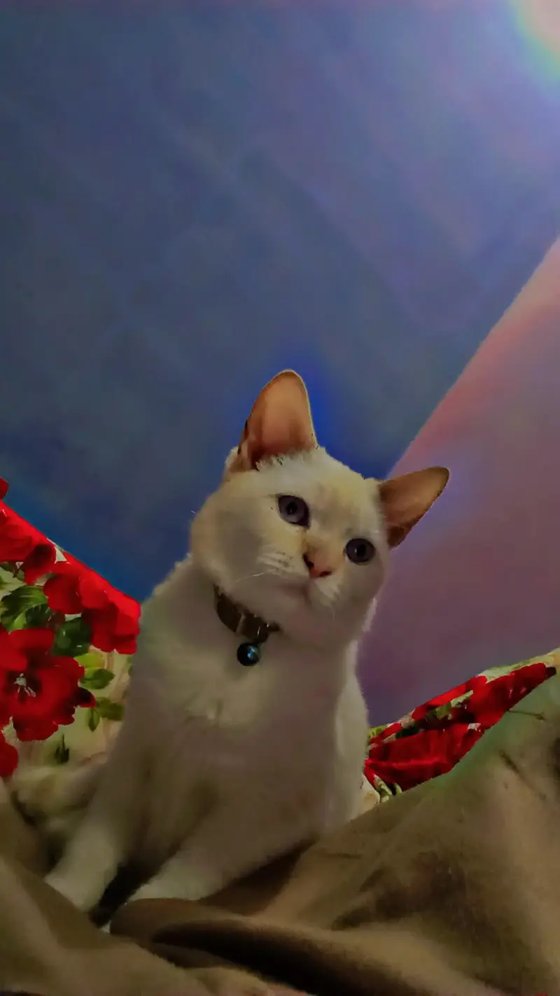 Cat for sale — photo 2