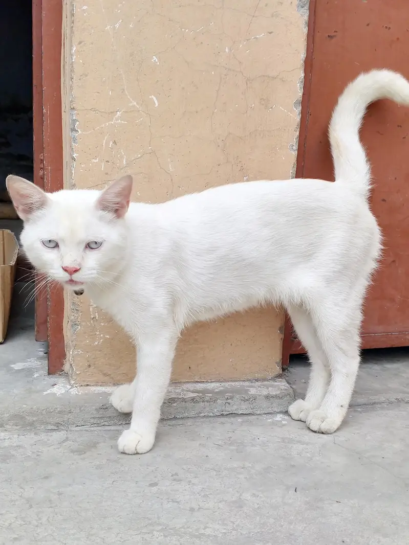 Cat for sale — photo 3