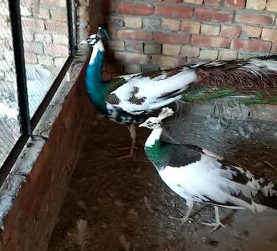 White Pied Peacock Pair For Sale