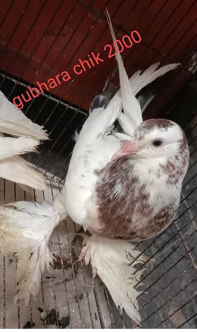 pigeon