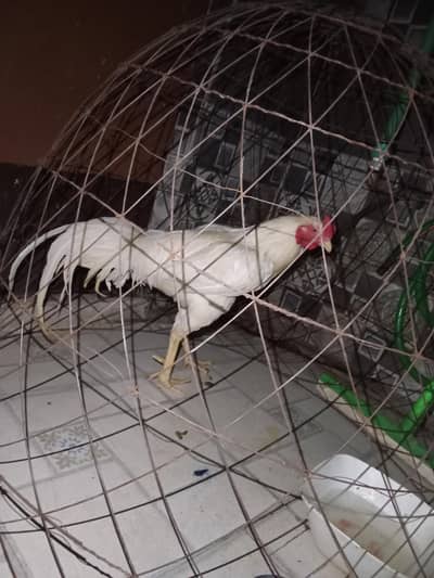 Aseel Heera for sell